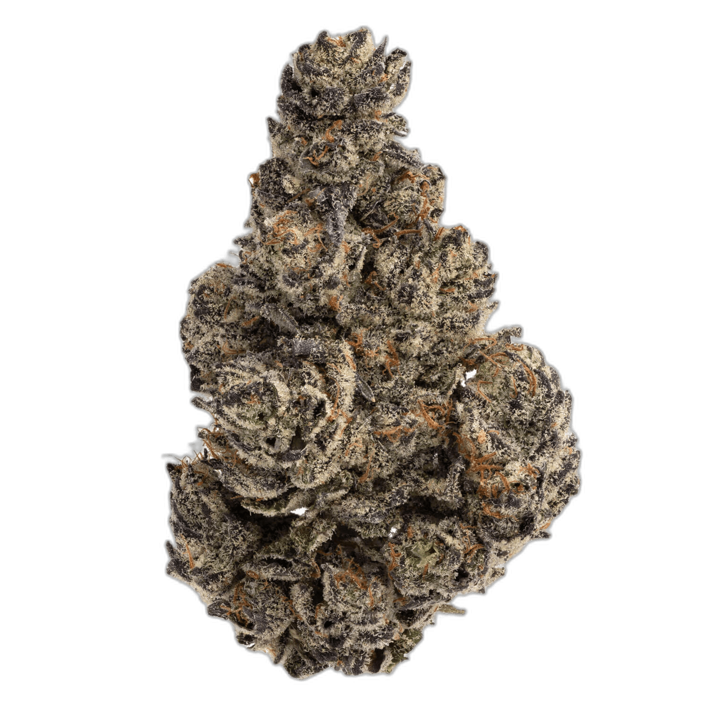 White Truffle