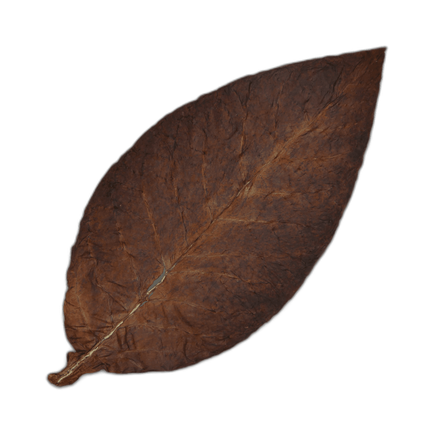Fronto Leaf