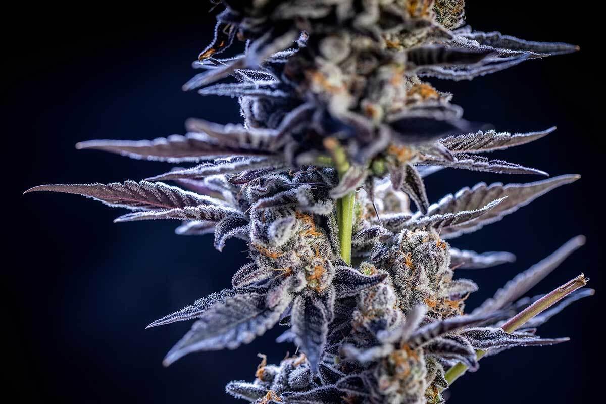 Top Weed Strains of 2024: The Best Flower Right Now
