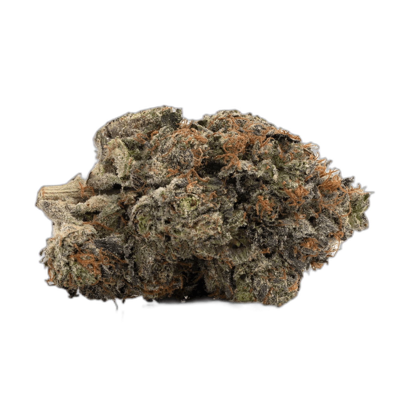 Unlocking the Origins: GMO Cookies Strain Journey
