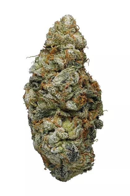 NYC Diesel Hybrid: A Complete Guide to an Icon