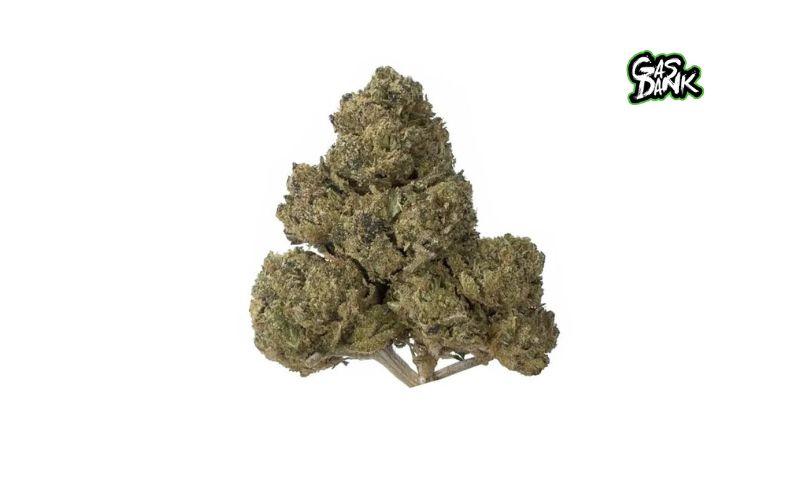 Best Cannabis Flower in Toronto: Delivery Buyer's Guide