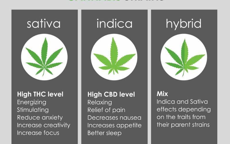 Indica Strains: Relaxation, Calm, and Sleep
