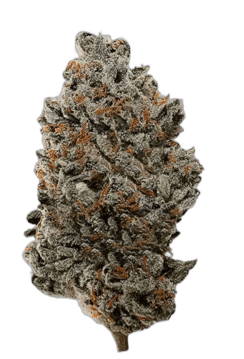 CheapCanna Review and How GasDank Compares Honestly