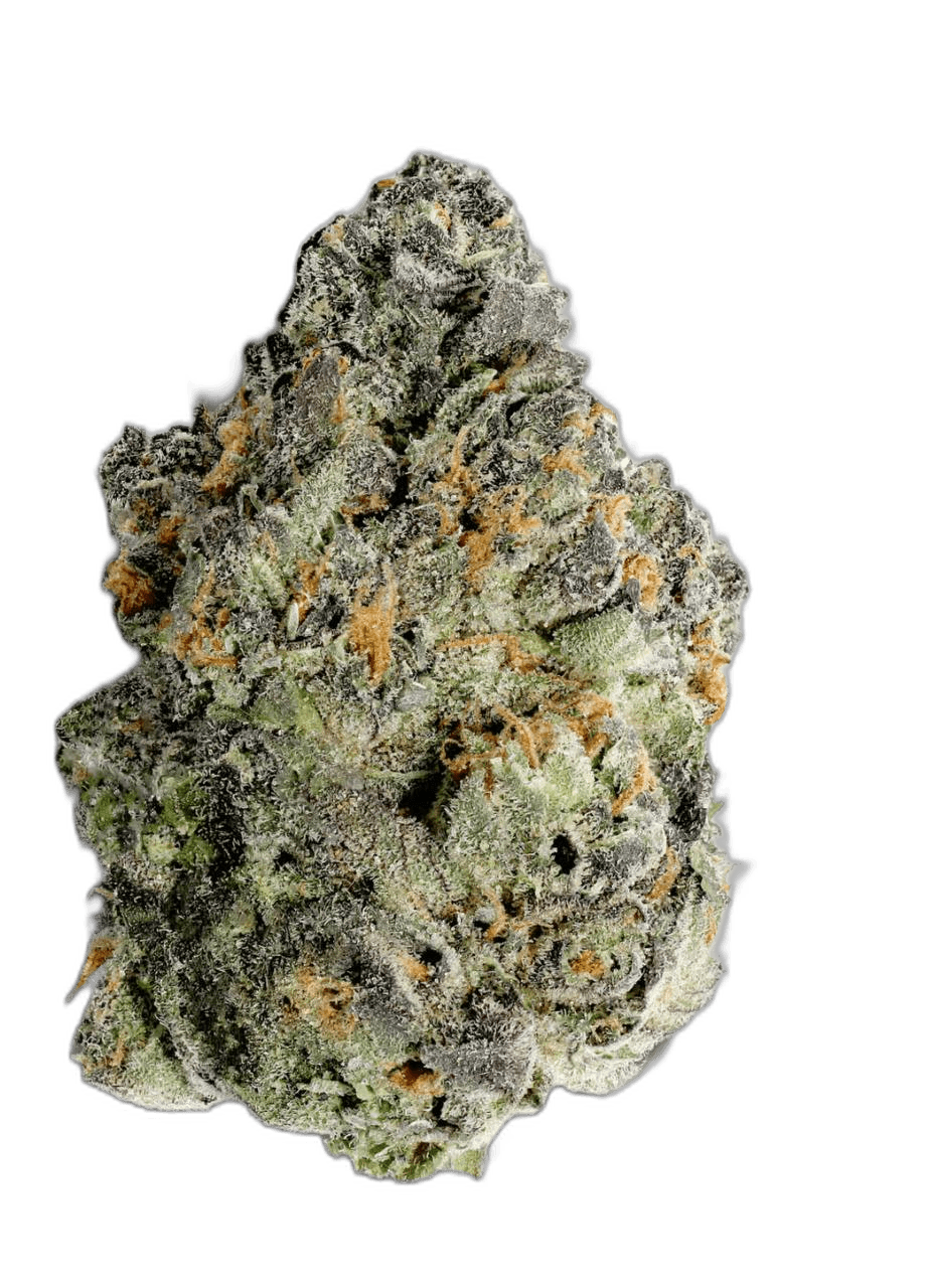 Cannabis on Bloor Review and How GasDank Compares
