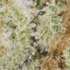 Golden Goat by Irie Genetics Macro 100x100 - Golden Goat by Irie Genetics