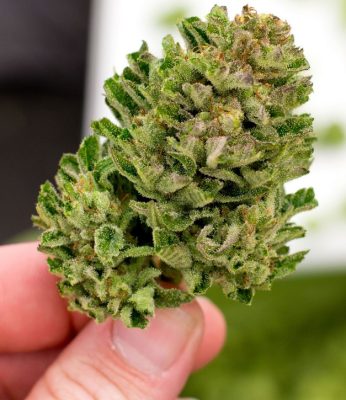 Le cannabis peut-il aider le syndrome de la Tourette ?