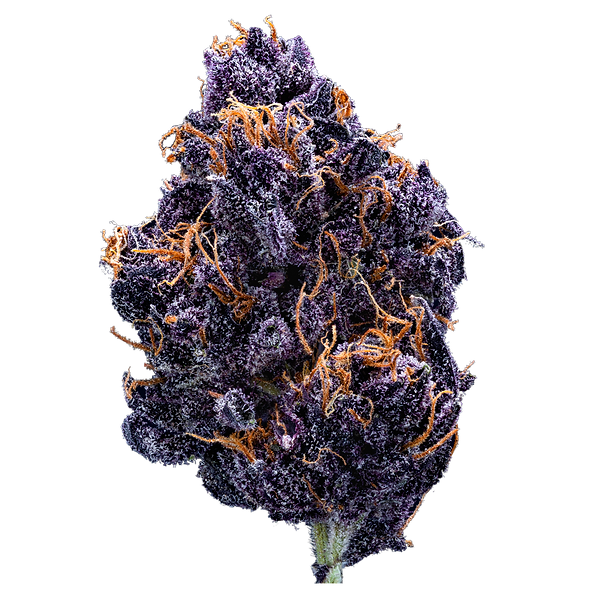 New Bulk Orders Weed Delivery Gasdank Torontos Best Online Dispensary Page 1 4562