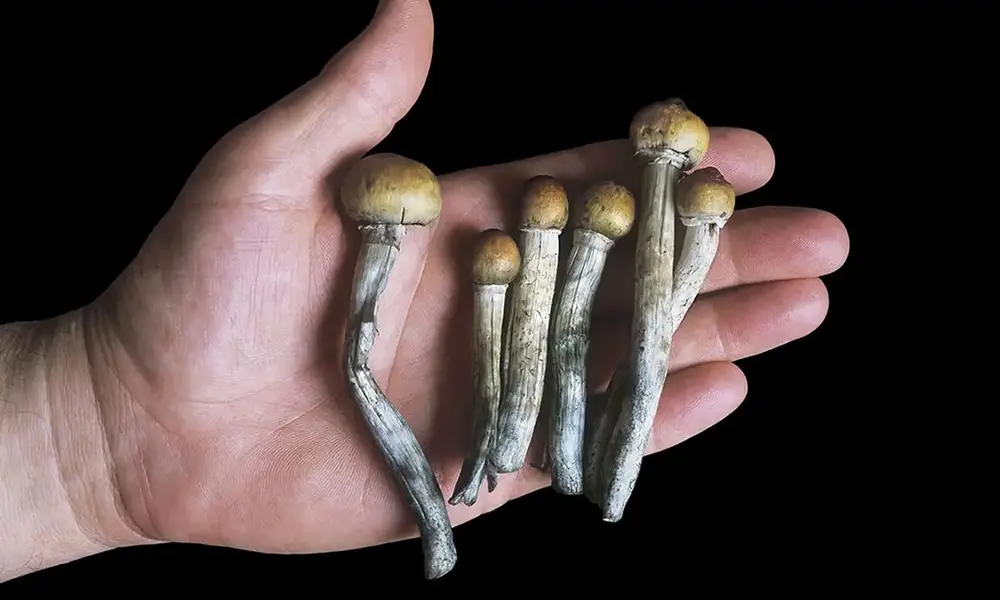 Mushrooms gasdank 2 1 - Qu'est-ce que la psilocybine ou les champignons magiques ?
