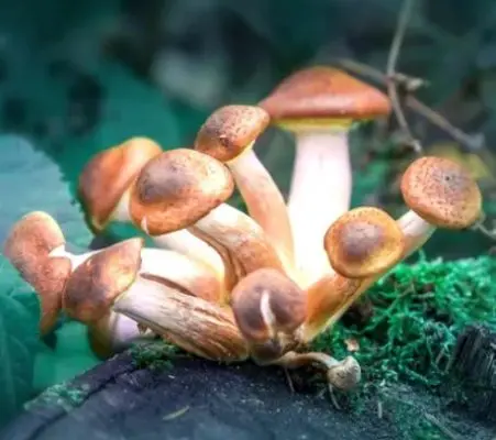 What is Psilocybin or Magic Mushrooms?