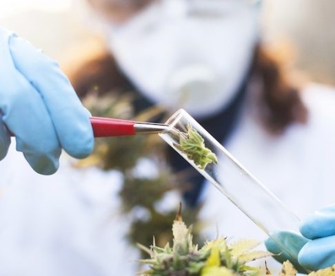 Cannabis pour l'inflammation : comment ça marche ?