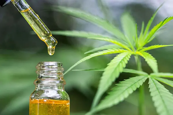 cannabis oil 5 - What is CBD Oil? Top Benefits and Uses of CBD Oil