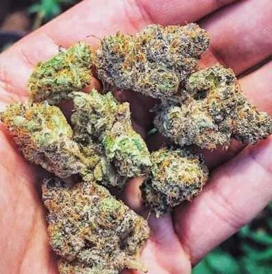 The Best Cannabis Strains 2022