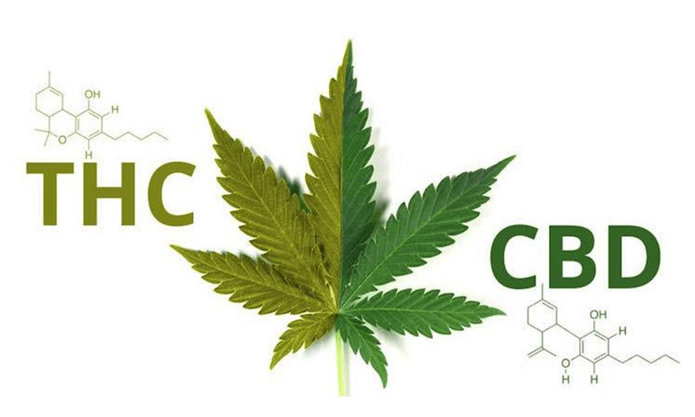cbd htc - CBD vs. THC