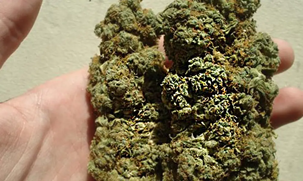 Hash Plant Souche 3 - Hash Plant Cannabis Strain