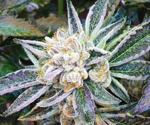 Best Hybrid Strains of Cannabis for Stoners in 2022