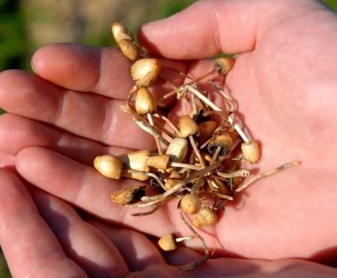 Magic Mushrooms for Anxiety