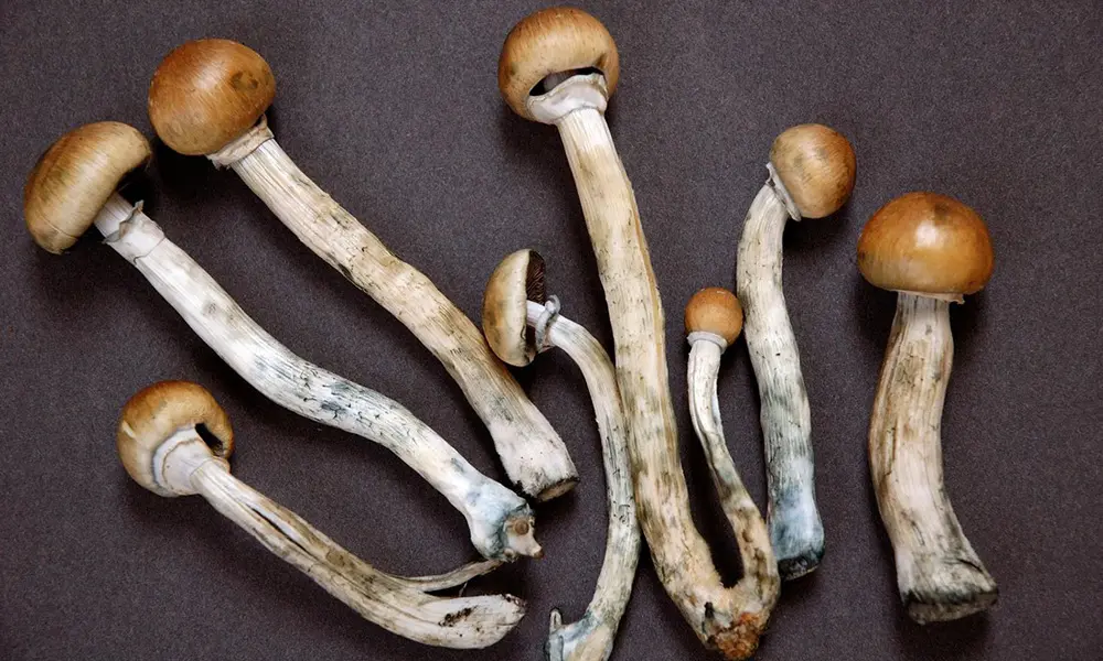magic mushrooms - Magic Mushrooms for Anxiety