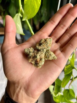 5 variétés de cannabis au goût de baies