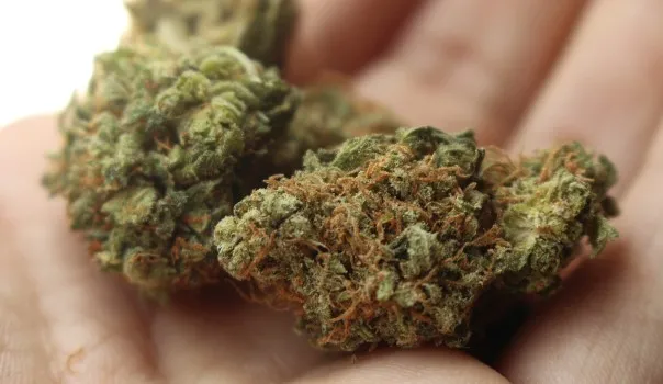 5 of the Top-Rated Cannabis Strains of All Time