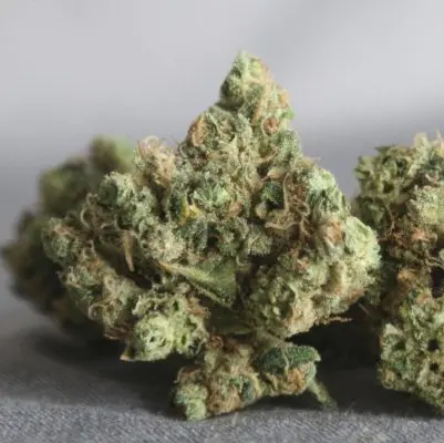5 des variétés de cannabis les mieux notées de tous les temps