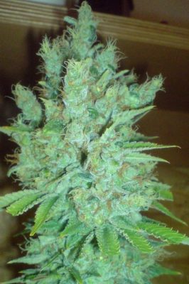 Blue Cheese Marijuana Strain Review