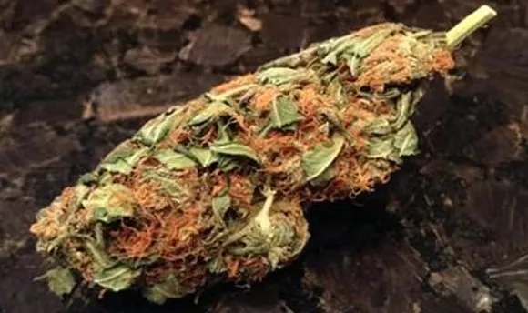 Examen de la souche de marijuana Blue Ivy