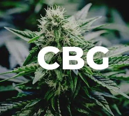 CBG in Weed