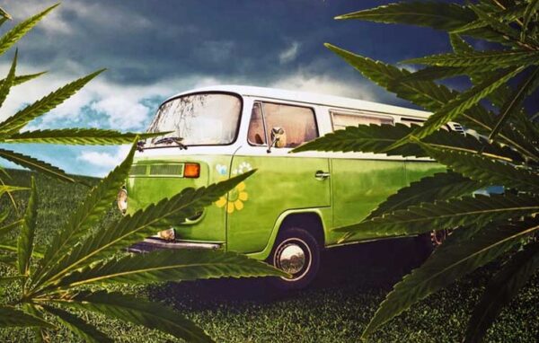 what-is-hotboxing-buy-weed-online-gasdank-canada-s-best-online