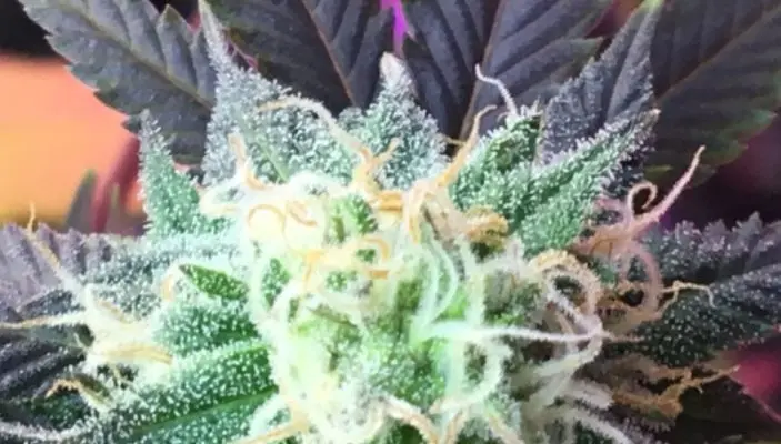 Examen et informations sur la souche de cannabis Incredible Hulk
