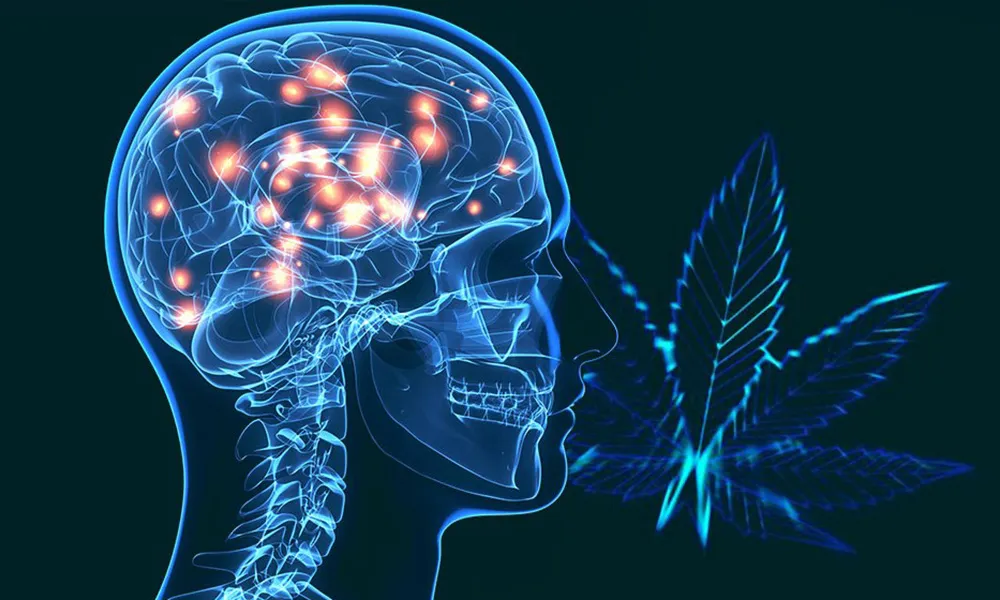 Medical Cannabis for Parkinson - Medical Cannabis for Parkinson’s Disease