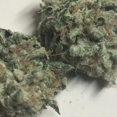 Examen de la variété de marijuana PINK KUSH