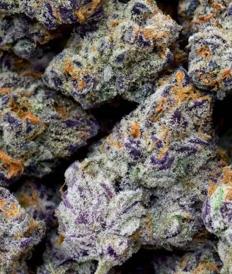 Purple Punch Marijuana Strain Review