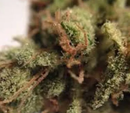 Examen des souches de marijuana X-File