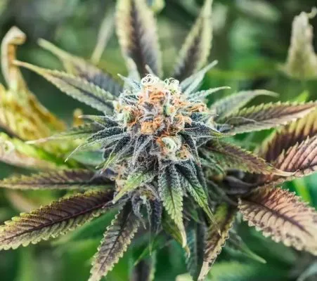 Award-Winning Marijuana Strains: The Best of the Best