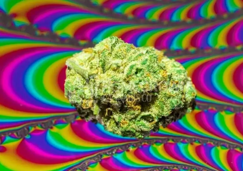 meilleures variétés de cannabis aux effets psychédéliques - Meilleures variétés de cannabis aux effets psychédéliques