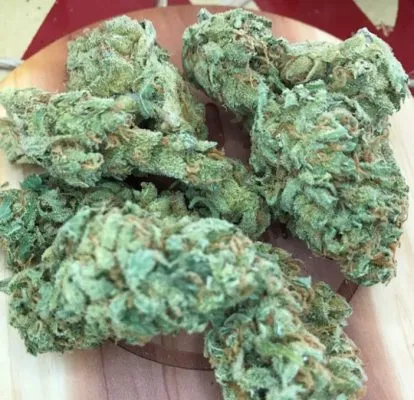 Black Jack Strain Review