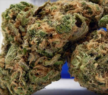 Blueberry Diesel Strain Review