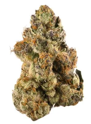 Gelato Cannabis Strain Review