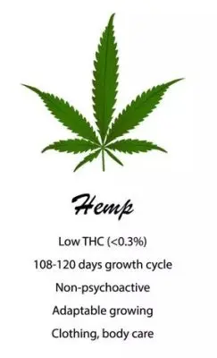 Hemp vs. Marijuana: What is The Differences