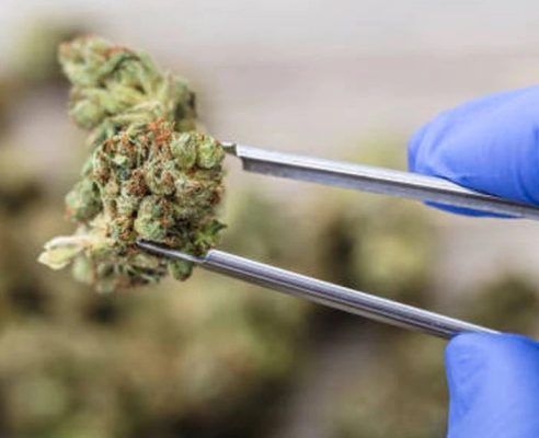 Medical Marijuana for Mitochondrial Disease