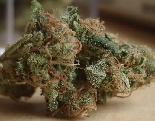 Examen des variétés de cannabis Oregon Diesel