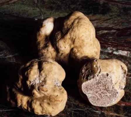 Différence entre les truffes magiques et les champignons magiques