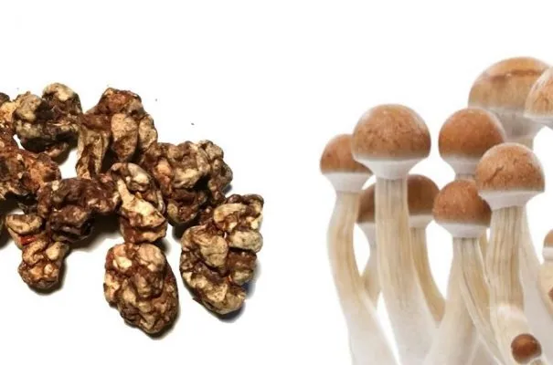 Différence entre les truffes magiques et les champignons magiques