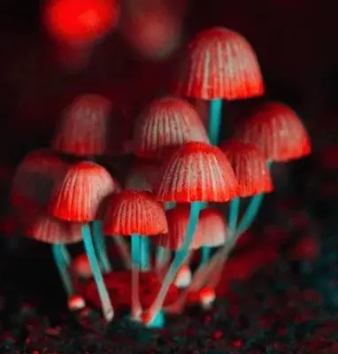 Différence entre les truffes magiques et les champignons magiques