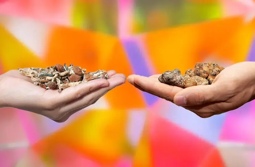 barres de champignons vision edibles 4 - Différence entre les truffes magiques et les champignons magiques