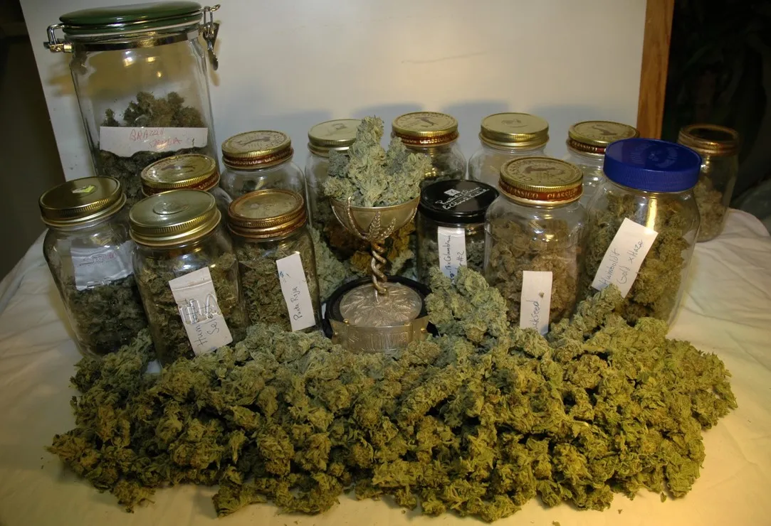 Stockage du cannabis 6 - Stockage des mauvaises herbes : comment stocker les mauvaises herbes et garder la marijuana fraîche