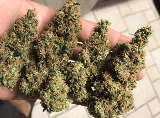 Kush Effects: What is OG Kush cannabis?