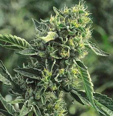Effets Kush : Qu'est-ce que le cannabis OG Kush ?