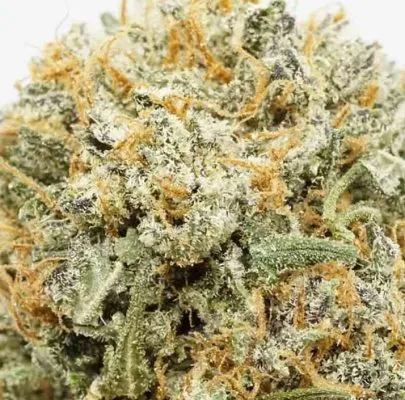 Pink Kush Marijuana Strain